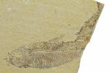 Plate of Two Fossil Fish (Diplomystus & Knightia) - Wyoming #349635-2